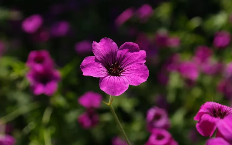 cranesbill, blossom, bloom