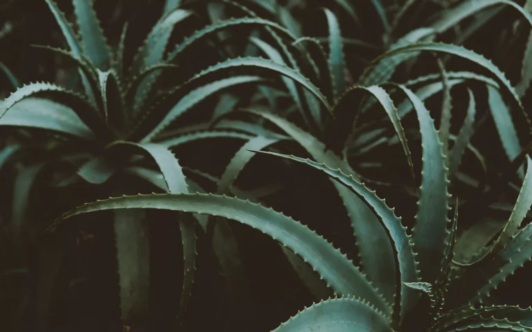 Aloe Vera leaf on black background